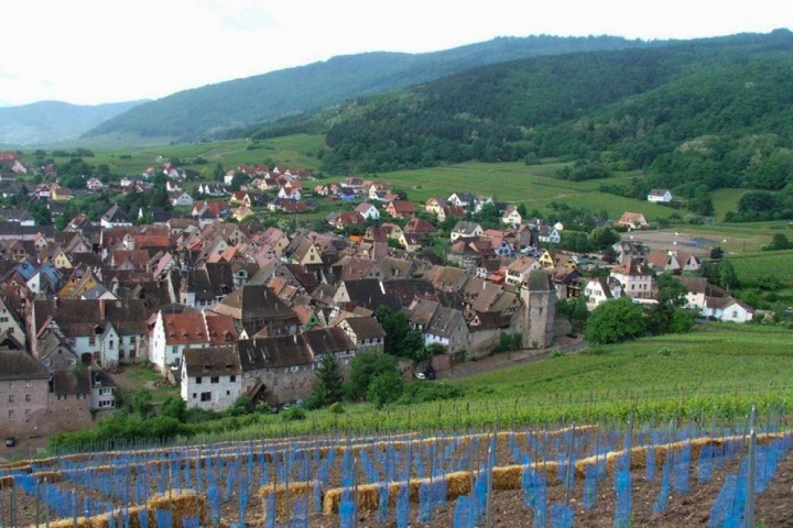 כ-ריקוויר-הוגל-004