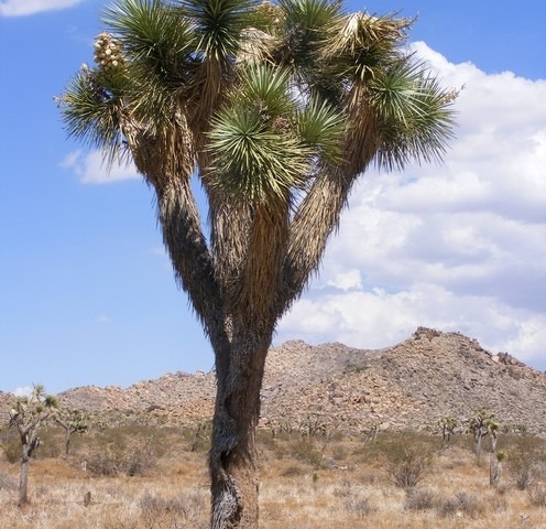 1035-Palm-Springs-47